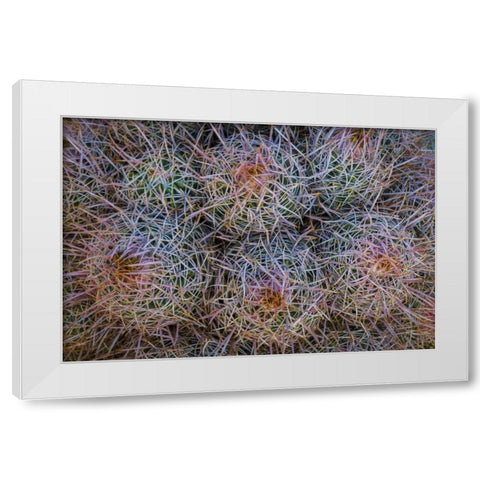 California, Alabama Hills Detail of barrel cacti White Modern Wood Framed Art Print by Paulson, Don