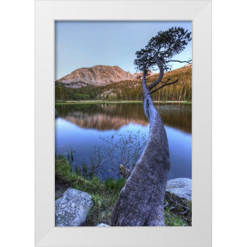 California, Sierra Nevada Grass Lake reflection White Modern Wood Framed Art Print by Flaherty, Dennis