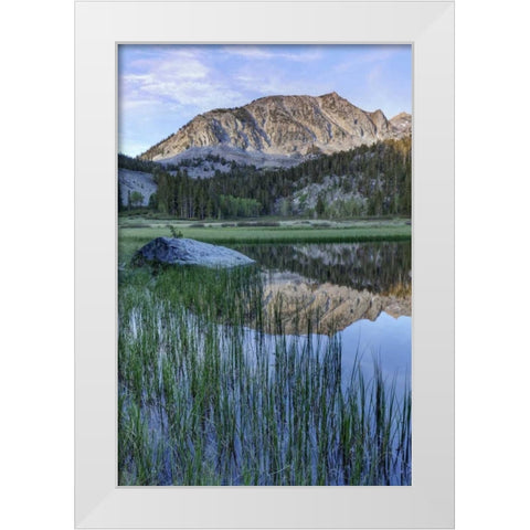 California, Sierra Nevada Grass Lake reflection White Modern Wood Framed Art Print by Flaherty, Dennis