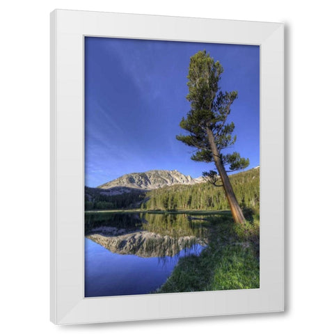 California, Sierra Nevada Grass Lake reflection White Modern Wood Framed Art Print by Flaherty, Dennis