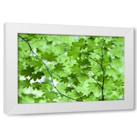 CA, Redwoods Spring canopy of vine maple leaves White Modern Wood Framed Art Print by Carter, Jean