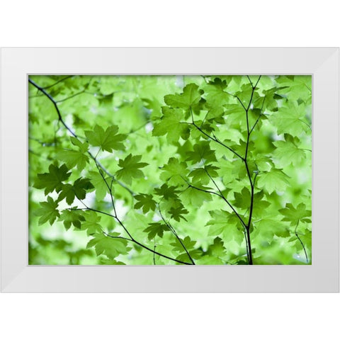 CA, Redwoods Spring canopy of vine maple leaves White Modern Wood Framed Art Print by Carter, Jean