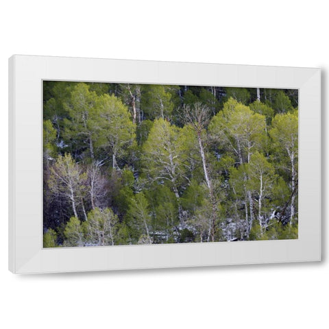 CA, Sierra Nevada Range Aspens in early spring White Modern Wood Framed Art Print by Flaherty, Dennis