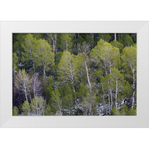 CA, Sierra Nevada Range Aspens in early spring White Modern Wood Framed Art Print by Flaherty, Dennis