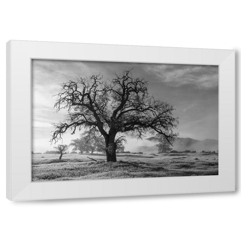 California-Los Padres National Forest Oak tree on foggy morning  White Modern Wood Framed Art Print by Jaynes Gallery