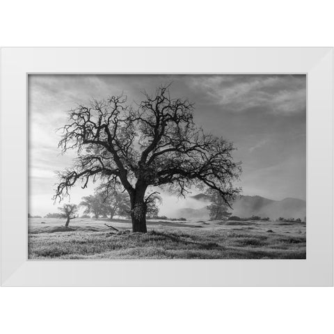 California-Los Padres National Forest Oak tree on foggy morning  White Modern Wood Framed Art Print by Jaynes Gallery