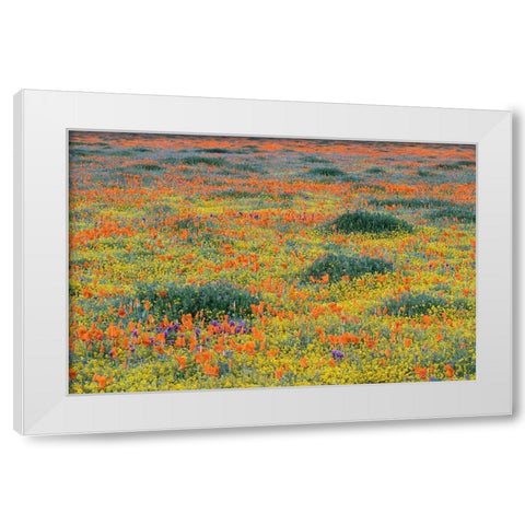 California-Mojave Desert California poppy super bloom  White Modern Wood Framed Art Print by Jaynes Gallery