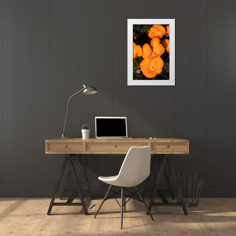 California-Mojave Desert California poppies  White Modern Wood Framed Art Print by Jaynes Gallery