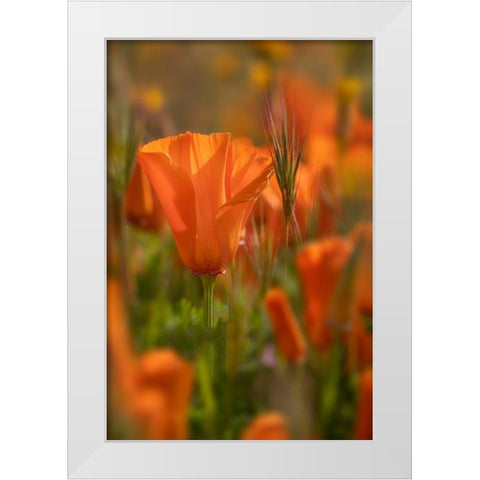 California Close-up of California poppy  White Modern Wood Framed Art Print by Jaynes Gallery