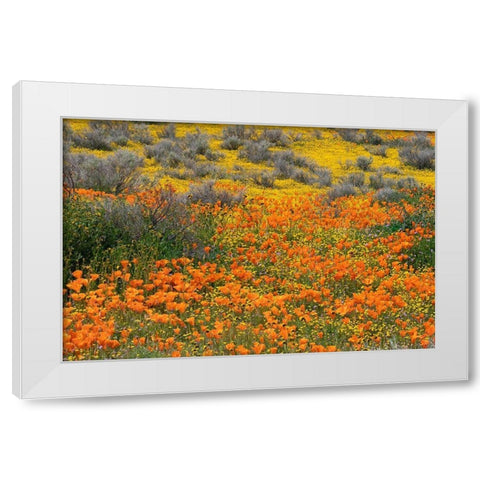 California-Mojave Desert California poppy super bloom  White Modern Wood Framed Art Print by Jaynes Gallery
