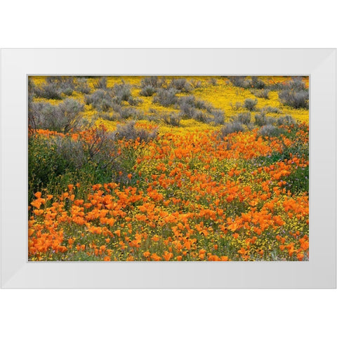 California-Mojave Desert California poppy super bloom  White Modern Wood Framed Art Print by Jaynes Gallery