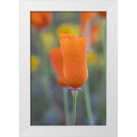 California Close-up of California poppy  White Modern Wood Framed Art Print by Jaynes Gallery