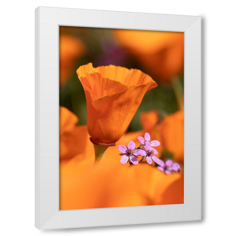 California Close-up of California poppy  White Modern Wood Framed Art Print by Jaynes Gallery