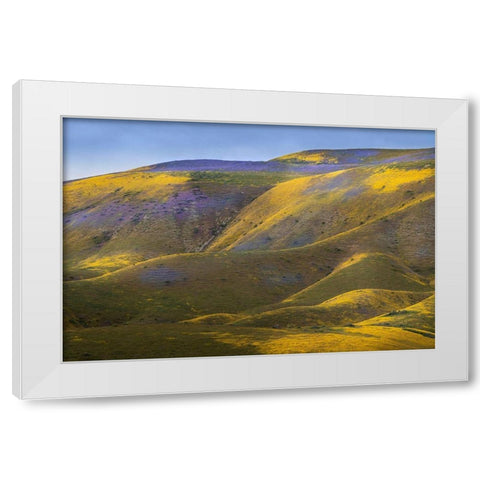California-Carrizo Plain National Monument Patches of lacy phacelia and yellow hillside daisy White Modern Wood Framed Art Print by Jaynes Gallery