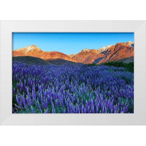 California-Sierra Nevada Range Blooming Inyo bush lupine in valley White Modern Wood Framed Art Print by Jaynes Gallery