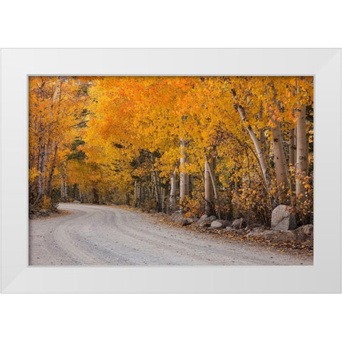 California-Sierra Nevada Range Mountain road in forest White Modern Wood Framed Art Print by Jaynes Gallery