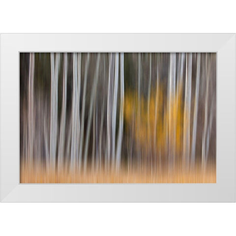 California-Sierra Nevada Range Abstract of aspen trees White Modern Wood Framed Art Print by Jaynes Gallery