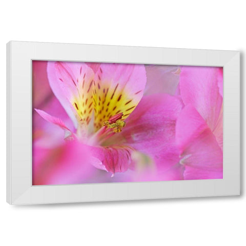 California Detail of Alstroemeria flower White Modern Wood Framed Art Print by Jaynes Gallery