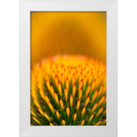 California Detail of purple coneflower stigmas White Modern Wood Framed Art Print by Jaynes Gallery