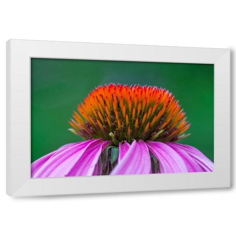 California Close-up of purple coneflower White Modern Wood Framed Art Print by Jaynes Gallery