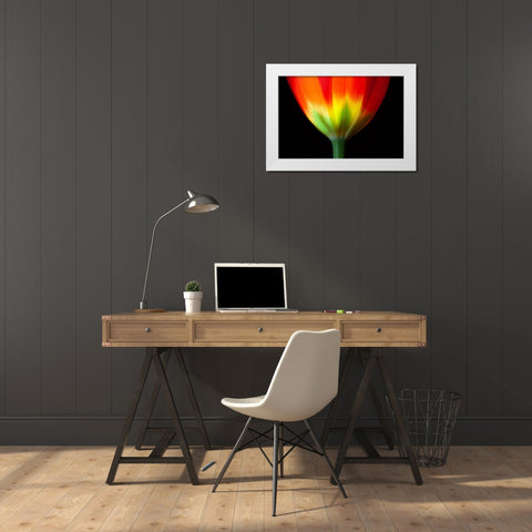 California Close-up of tulip flower White Modern Wood Framed Art Print by Jaynes Gallery