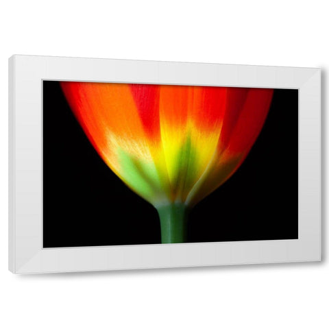 California Close-up of tulip flower White Modern Wood Framed Art Print by Jaynes Gallery