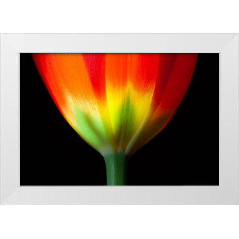 California Close-up of tulip flower White Modern Wood Framed Art Print by Jaynes Gallery