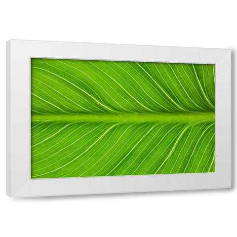 California Vein patterns in green leaf White Modern Wood Framed Art Print by Jaynes Gallery