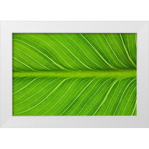 California Vein patterns in green leaf White Modern Wood Framed Art Print by Jaynes Gallery
