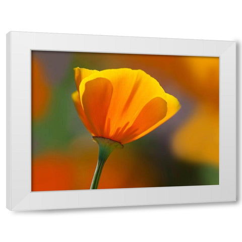 California Close-up of poppy flower White Modern Wood Framed Art Print by Jaynes Gallery