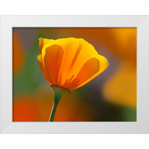 California Close-up of poppy flower White Modern Wood Framed Art Print by Jaynes Gallery