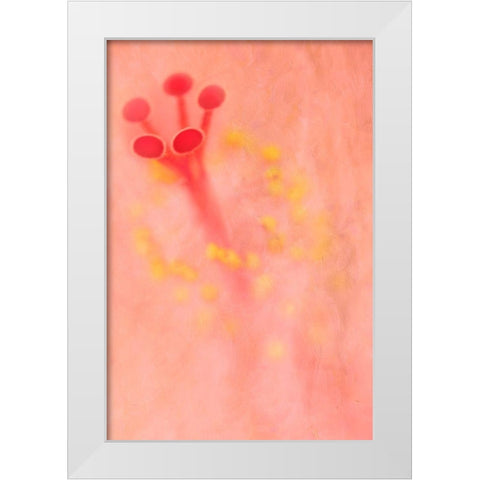 California Detail of hibiscus flower White Modern Wood Framed Art Print by Jaynes Gallery