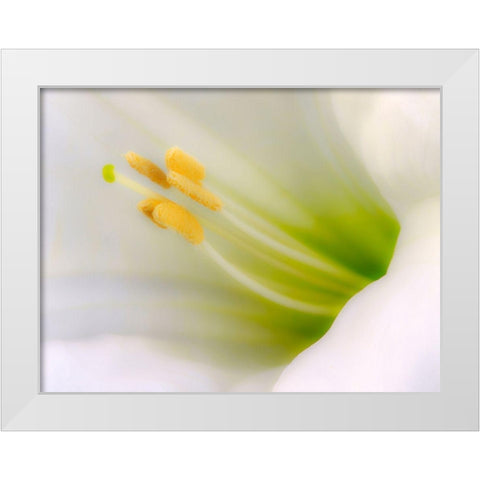 California Detail of sacred datura flower White Modern Wood Framed Art Print by Jaynes Gallery