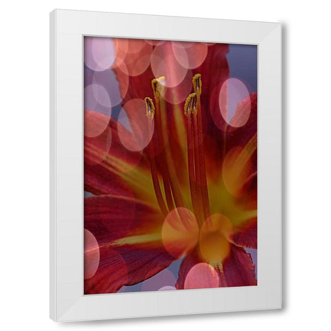 California Abstract of day lily flower White Modern Wood Framed Art Print by Jaynes Gallery