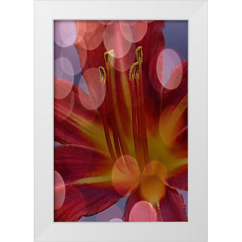 California Abstract of day lily flower White Modern Wood Framed Art Print by Jaynes Gallery