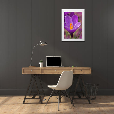 California Crocus flower White Modern Wood Framed Art Print by Jaynes Gallery