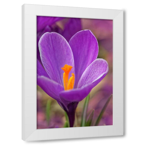 California Crocus flower White Modern Wood Framed Art Print by Jaynes Gallery