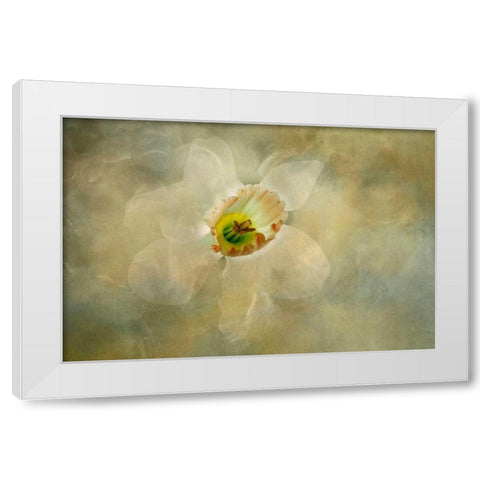 California Abstract of daffodil close-up White Modern Wood Framed Art Print by Jaynes Gallery