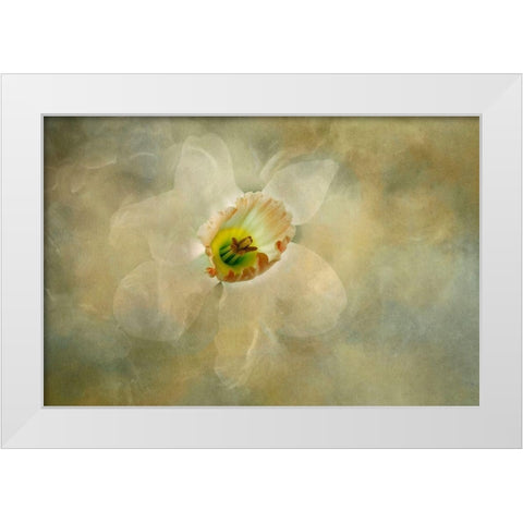California Abstract of daffodil close-up White Modern Wood Framed Art Print by Jaynes Gallery