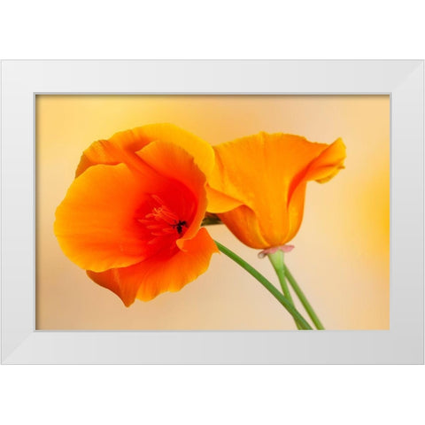 California Close-up of orange poppy White Modern Wood Framed Art Print by Jaynes Gallery
