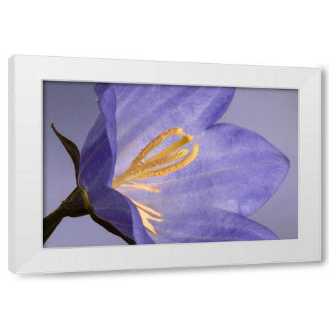 California Campanella flower detail White Modern Wood Framed Art Print by Jaynes Gallery