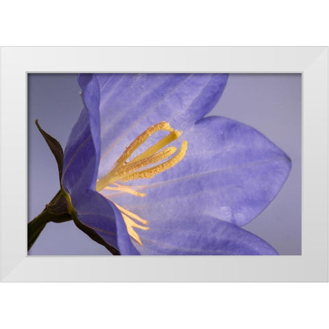 California Campanella flower detail White Modern Wood Framed Art Print by Jaynes Gallery