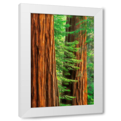 California-Yosemite National Park Abstract of sequoia tress in Mariposa Grove White Modern Wood Framed Art Print by Jaynes Gallery