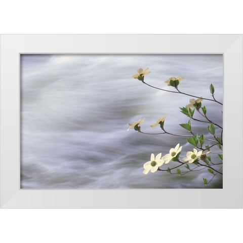 California-Yosemite National Park Blooming dogwood along Merced River rapids White Modern Wood Framed Art Print by Jaynes Gallery