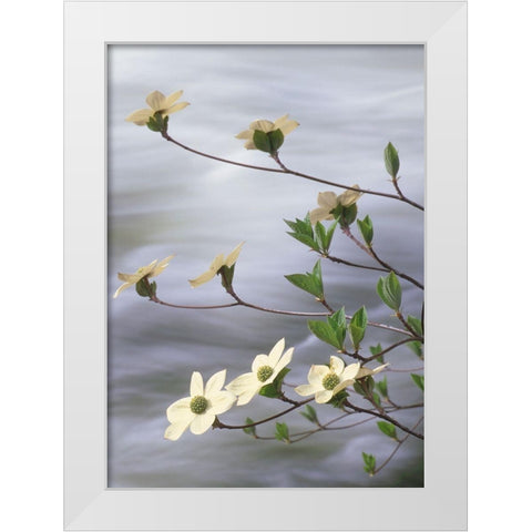 California-Yosemite National Park Blooming dogwood along Merced River rapids White Modern Wood Framed Art Print by Jaynes Gallery