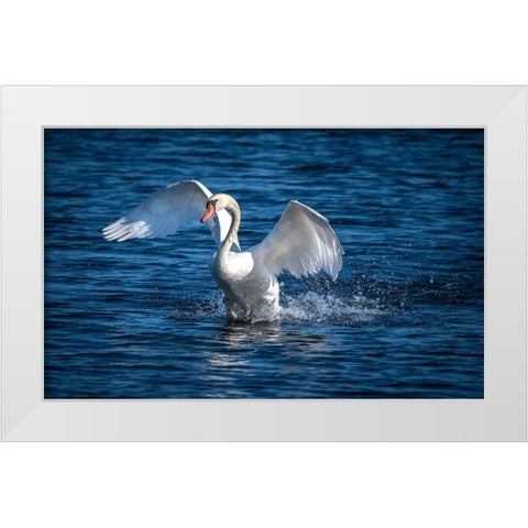 Usa-California A mute swan flaps its huge wings during courting behavior on a California pond White Modern Wood Framed Art Print by Sederquist, Betty
