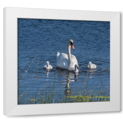 Usa-California A mute swan tends to her cygnets on a California pond White Modern Wood Framed Art Print by Sederquist, Betty
