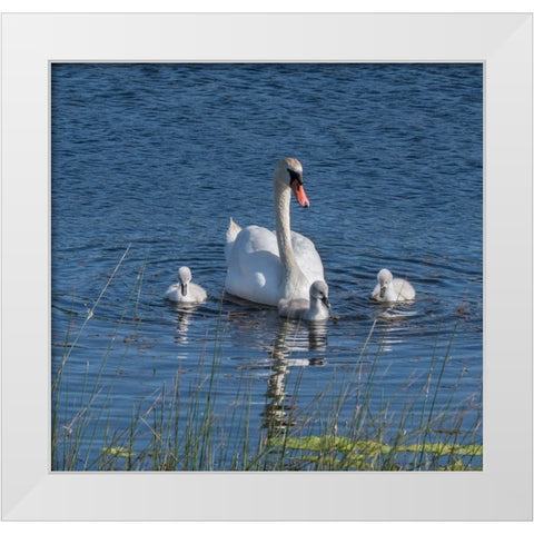 Usa-California A mute swan tends to her cygnets on a California pond White Modern Wood Framed Art Print by Sederquist, Betty
