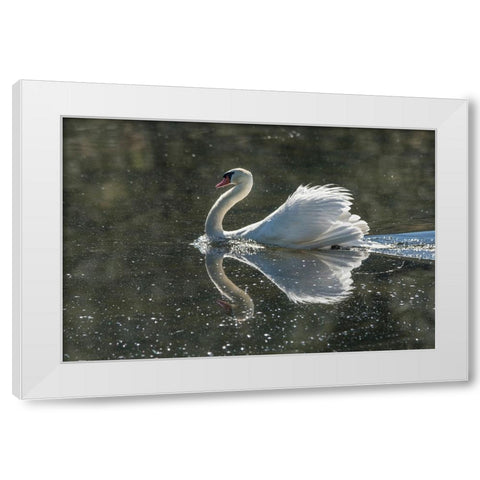 Usa-California A mute swan fans its wings during courtship behavior White Modern Wood Framed Art Print by Sederquist, Betty