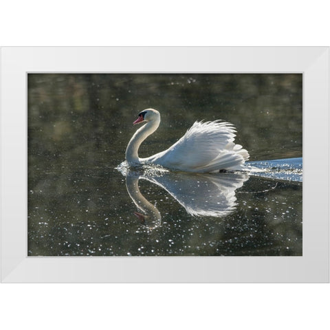 Usa-California A mute swan fans its wings during courtship behavior White Modern Wood Framed Art Print by Sederquist, Betty